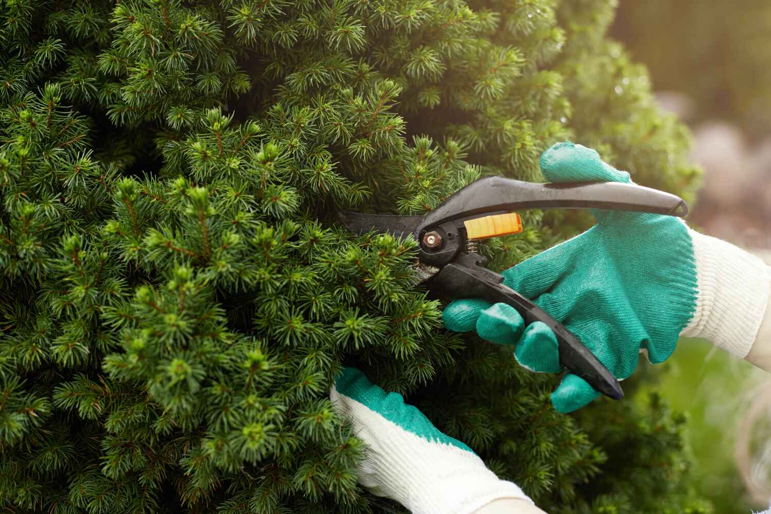 Best Tree Pruning Services  in Buckhead Ridge, FL